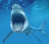 Woodridge, IL, USA --- Great White Shark Opening Mouth --- Image by © Denis Scott/Corbis